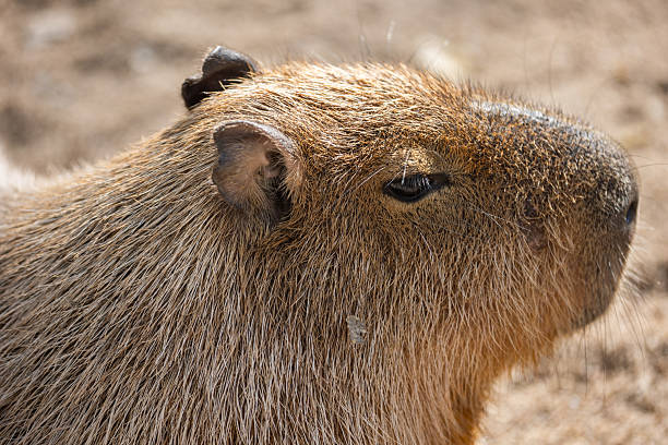 A close-up view of a capybara's head. The capybara is a large rodent native to South America.  The image showcases the capybara's thick, brown fur and focused gaze.  It's a wonderful portrayal of wildlife.