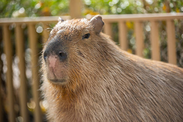 istock Close-up of a Capybara 2222196348