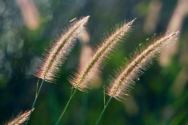 istock Delicate Grass Flower Heads with Soft Backlight in Nature Setting 2222196353