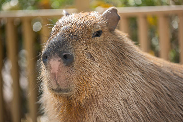 Small mammals engage in exploration on a sandy surface under bright sunlight. The animals exhibit curiosity and activity in a natural setting, showcasing their unique features.
