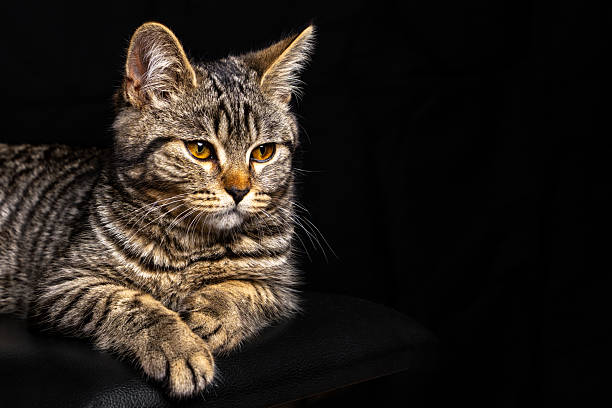 istock Gray tabby cat lying on black background, looking away. Ample copy space makes it ideal for advertising, pet branding, and clean minimalist design concepts. 2222196362