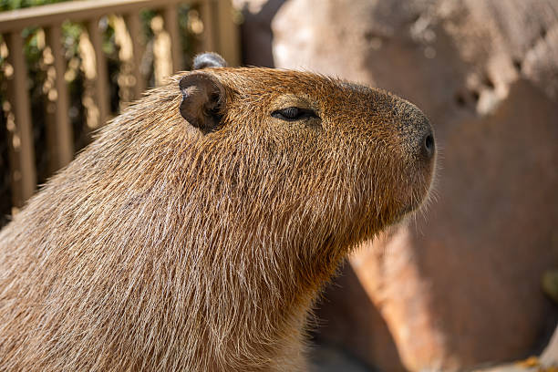 istock Close-up View of a Capybara 2222196413