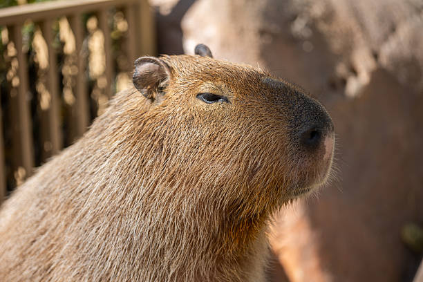 Close-up of a capybara. The capybara is a large rodent native to South America.  The photo focuses on the animal's head and shoulders, highlighting its rich brown fur and attentive expression. The image emphasizes the animal's cuteness and beauty, which resonates with themes of wildlife conservation and animal welfare.