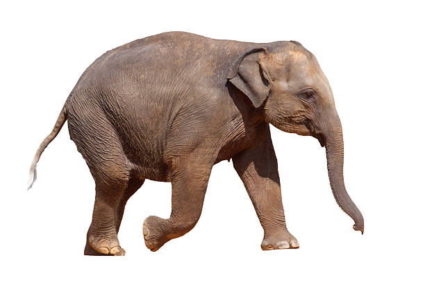 istock A baby elephant is walking on a white background 2222198152