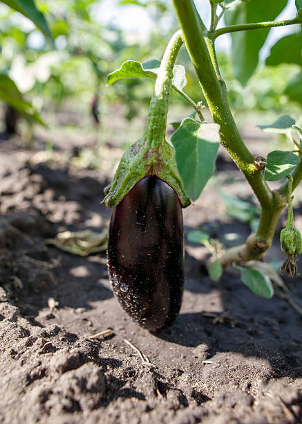 istock A purple eggplant is sitting on the ground in a field 2222198211