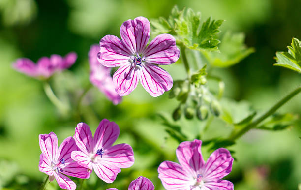istock A bunch of pink flowers with white stripes 2222198212