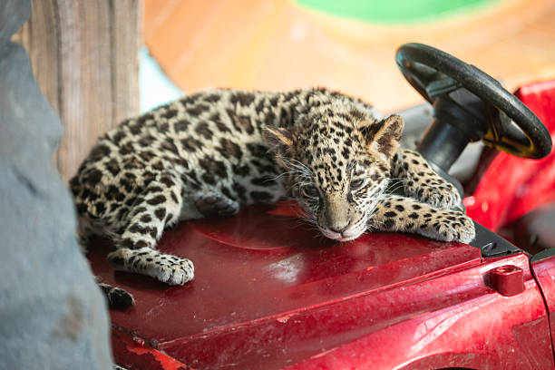A small, adorable jaguar cub is resting peacefully on a bright red toy car. The cub's spotted fur is clearly visible, and it appears calm and content.  The image evokes a sense of wonder and appreciation for the natural world. The cub's innocence and vulnerability are beautifully contrasted against the bright color of the toy, creating a captivating visual.