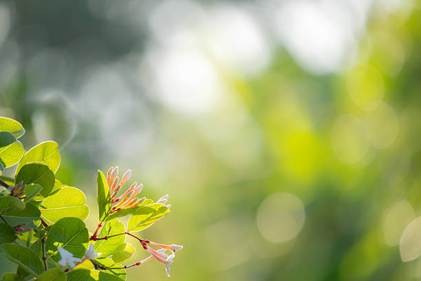Nature background from a tiny flower and green leaves with bright background and bokeh in garden. Natural backdrop for your project.