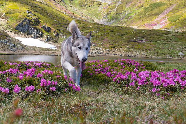 Beautiful dog walking through rhododendron filed at Lake Lala in Rodnei Mountains, Transilvania, Romania