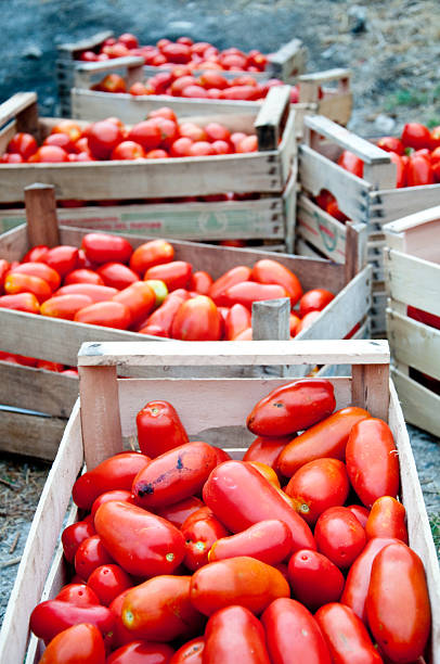 Customer Choosing Tomatoes at Bazaar