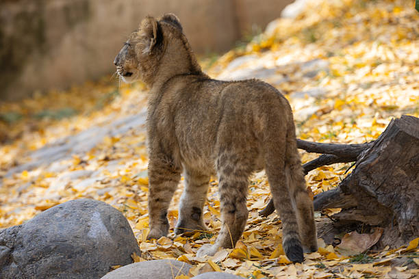 A lioness standing in a grassy enclosure with a rocky background at a zoo on a sunny day