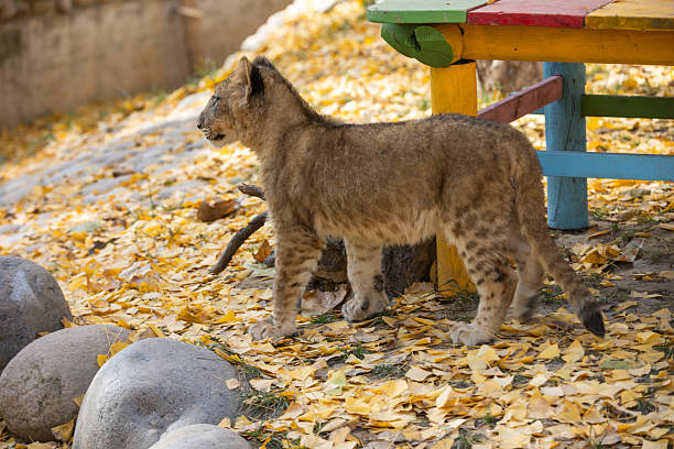 A young lion cub stands amidst a bed of fallen autumn leaves, its gaze directed slightly off to the side. The cub's coat displays a mix of brown and gold tones, characteristic of its species.  Surrounding the cub are various-sized rocks, suggesting an outdoor environment like a park or zoo.  The colorful wooden bench, in the background, adds a touch of contrast to the natural scene.