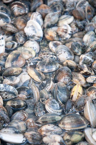 beautiful and delicious fresh water clams