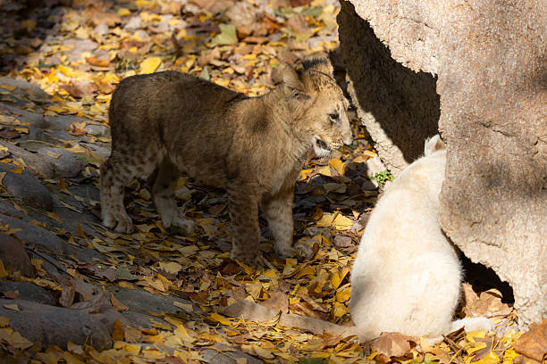 Lion cub, white tiger cub sleep together in the zoo close-up.