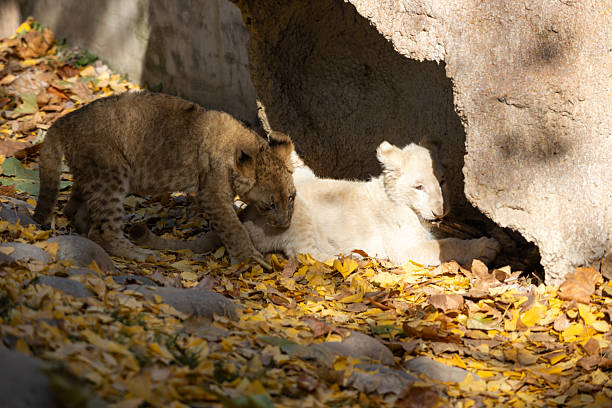 Two playful lion cubs, one white and one brown, engage in an interaction within a natural habitat adorned with autumn leaves. The interplay of light and shadow casts a warm tone upon the scene, highlighting the beauty of the natural environment.
