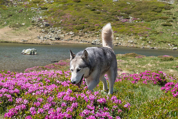 Beautiful dog walking through rhododendron filed at Lake Lala in Rodnei Mountains, Transilvania, Romania