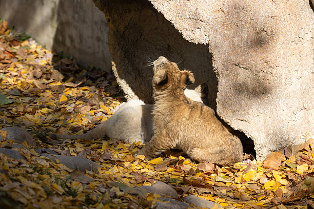 a Lion cub