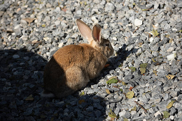 A brown rabbit is sitting on a patch of gravel. The rabbit has long ears and a fluffy coat.  The gravel is a mix of gray and light gray stones. Sunlight casts a shadow on the ground beneath the rabbit. The rabbit appears relaxed and content.