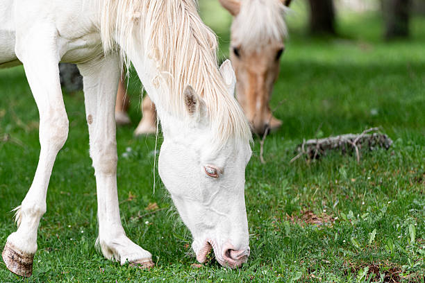 A white horse with blue eyes and a white mane is standing with its mouth open, resting on the grass. Behind him, another horse of cinnamon color is also eating the rich grass. La Cañada-Herradón de Pinares (Ávila-Castilla y León-Spain)