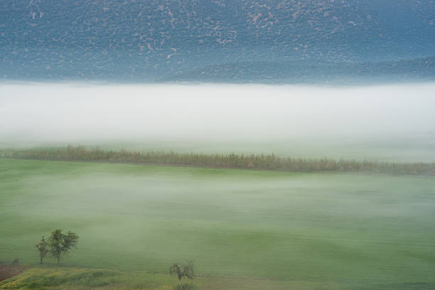 Lone green tree in misty field with soft mountain background