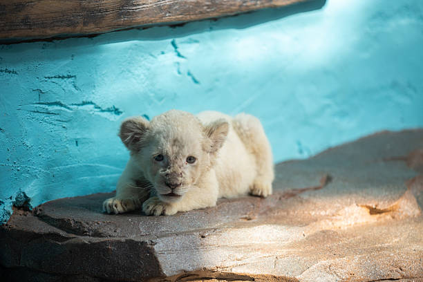 A small, white lion cub rests peacefully on a dark gray rock in a zoo or wildlife sanctuary. The cub's fur is pure white, and its expression is calm and curious.  The backdrop is a striking light-blue wall. The image evokes feelings of wonder and highlights the beauty and vulnerability of endangered species.