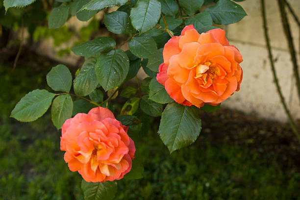 istock Two orange roses close-up 2222202520