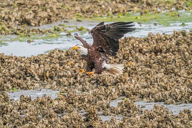 istock Bald Eagle (Haliaeetus leucocephalus) Hood Canal, Washington State 2222202690