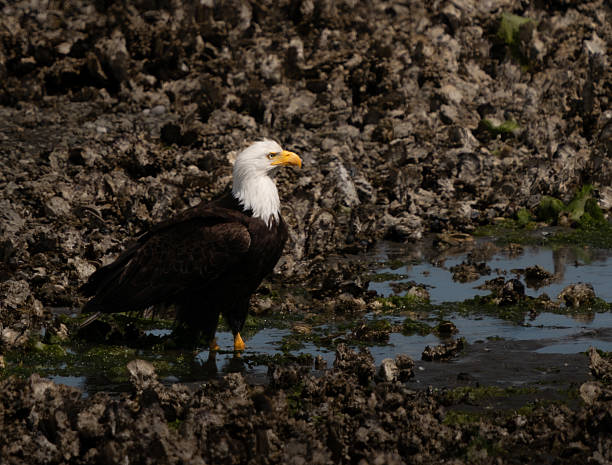 istock Bald Eagle (Haliaeetus leucocephalus) Hood Canal, Washington State 2222204088