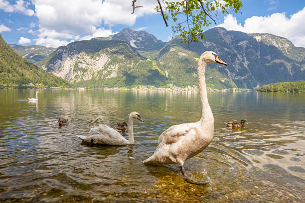 istock Swans and Ducks on a Lake Surrounded by Mountains 2222211498