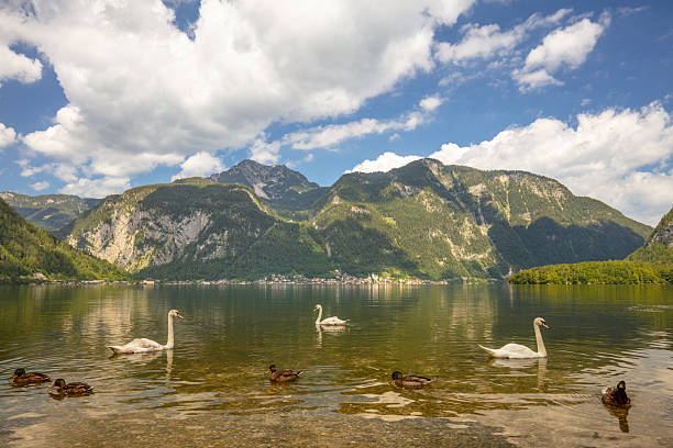 istock Ducks and Swans on a Lake Surrounded by Mountains 2222211538