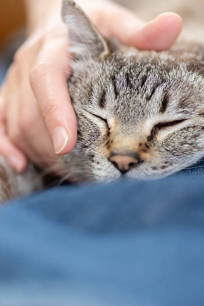 istock Owner petting his cute pet Siamese tabby cat 2222211933