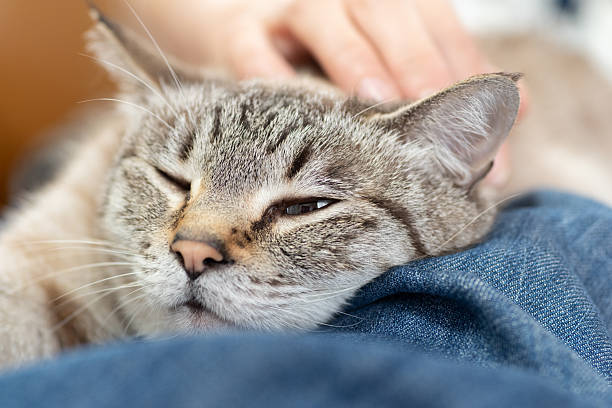 istock Owner petting his cute pet Siamese tabby cat 2222211942