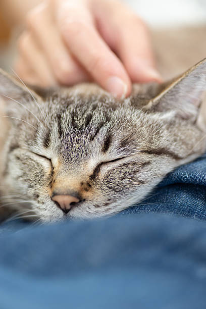 istock Owner petting his cute pet Siamese tabby cat 2222211954