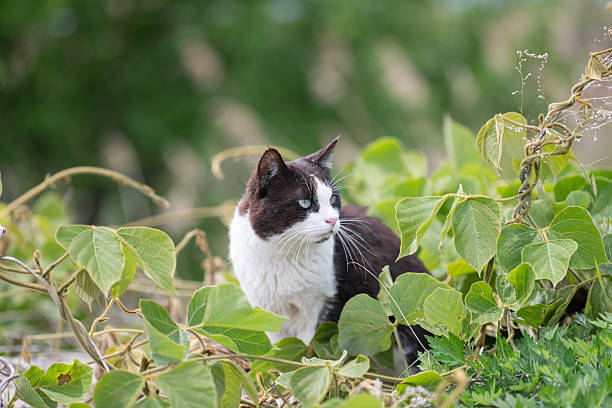 Cute stray cat in the bush