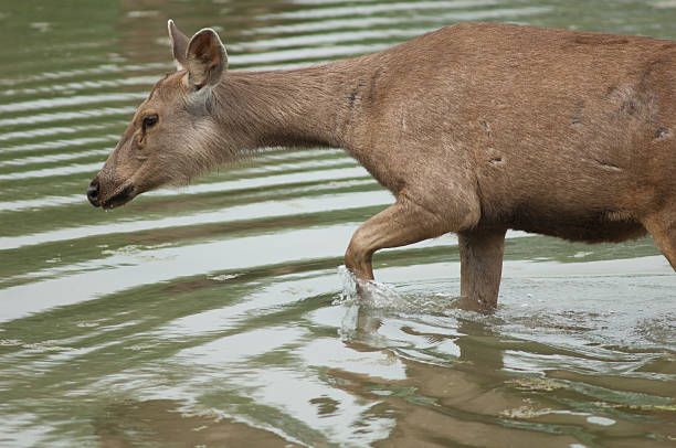 istock Sambar hind in a lagoon. 2222213044