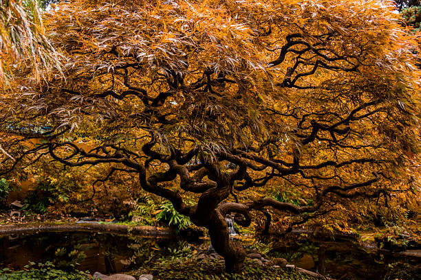 A twisted maple tree displays brilliant orange and golden leaves in a tranquil Japanese garden. A calm pond reflects the stunning foliage under a clear blue sky, evoking peace and harmony.