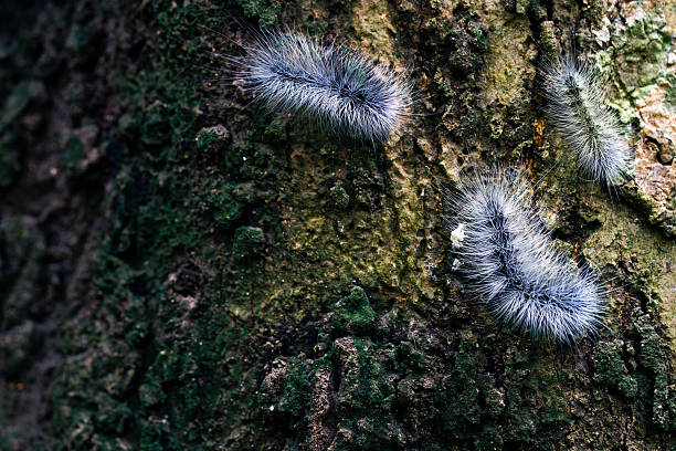 Accumulation of caterpillars on the ground in a field next to a pine forest - pine processionary caterpillar (Thaumetopoea pityocampa)