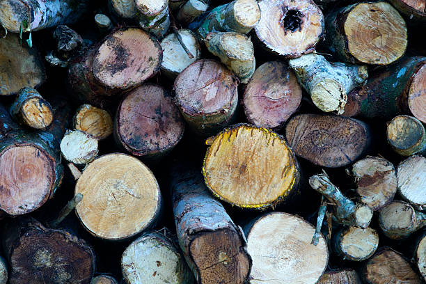 A detailed close-up view of cut logs stacked in an earthy arrangement, showcasing the natural textures, colors, and rings of each piece in a rustic setting.