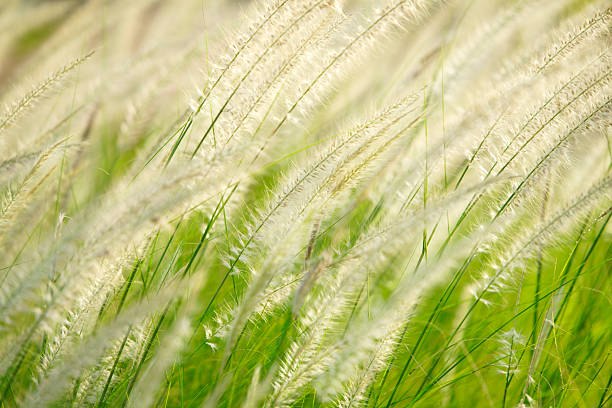 istock Soft Green Grass with Delicate Blades Swaying in the Breeze 2222213817