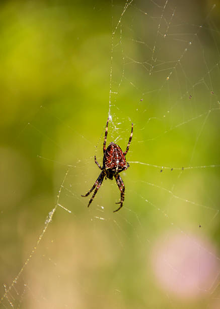 istock Close-up of a spider weaving a web in a garden during daylight hours 2222214395