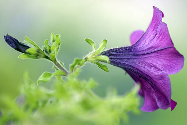 Close-up of morning glory in a garden in spring.