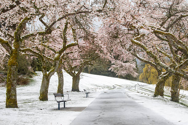 istock Snow-covered walkway lined with blooming cherry trees in a tranquil park during early spring 2222215631