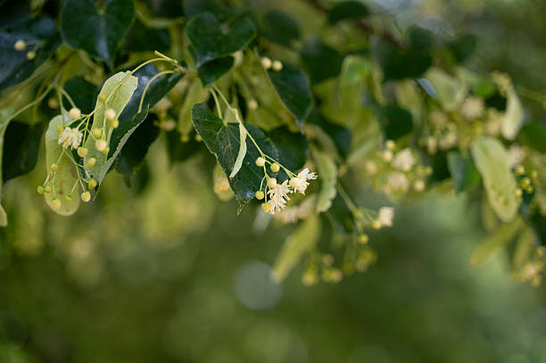A detailed view of delicate linden flowers blooming among glossy green leaves, softly lit by natural summer sunlight. The out-of-focus background enhances the peaceful, fresh atmosphere of a serene outdoor scene. The image evokes a sense of calm and seasonal renewal.