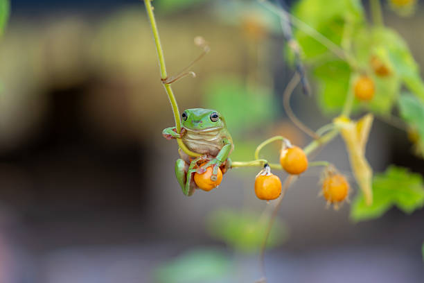 Small green tree frog or Litoria caerulea on vine\n in garden Small green tree frog or Litoria caerulea on vine holding on tight\n in the Kimberleys Western Australia.