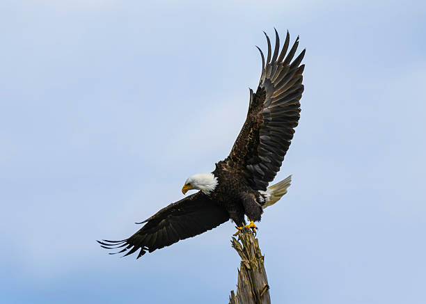 istock Majestic bald eagle soaring above a tree during a clear blue sky 2222219691
