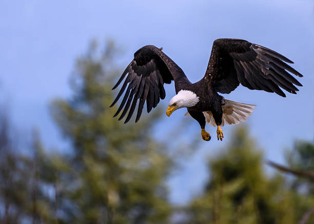 A bald eagle gracefully glides through a clear blue sky, its wings spread wide. Below, vibrant green trees create a stunning natural backdrop, showcasing the beauty of wildlife.