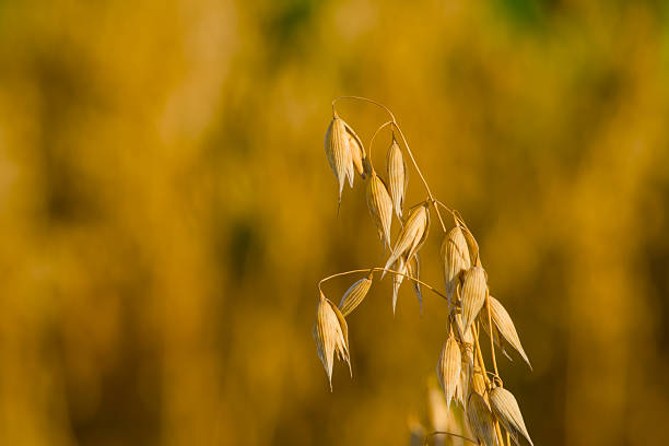 ripe ear of oats in the agricultural field