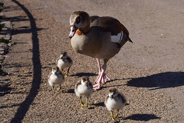 istock Egyptian goslings in a park 2222223261