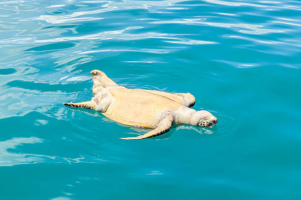 istock Dead Sea Turtle Floating in the Ocean 2222223977