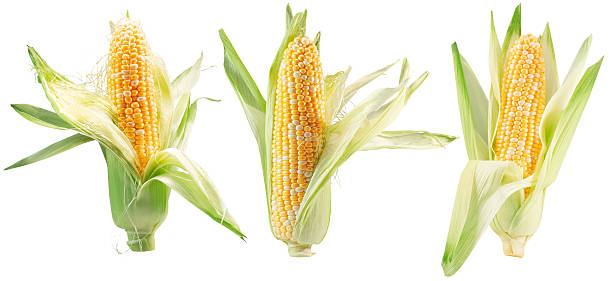 istock set of corn ears isolated on a white background 2222227129